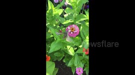 Gorgeous hummingbird moth flies among garden of sunflowers