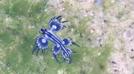 Footage shows stunning rare