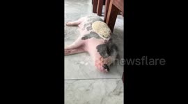 Hedgehog wakes sleeping mini pig up by whispering into his ear