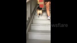 Adorable corgi bunny-hops up the stairs
