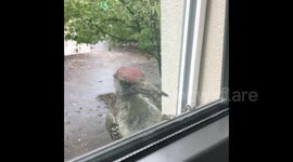 Angry woodpecker knocks on glass and demands to be let in