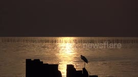 Golden ocean sunset and bird silhouette.