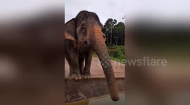 This elephant knows exactly what it wants – Bananas