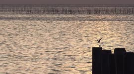 Rejection, a bird offers some food to his partner, but gets rejected.