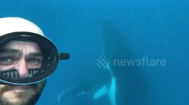 Australian man captures incredible close up with humpback whale