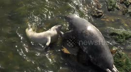 Mother seal gives baby a nice stroke off southwest Wales