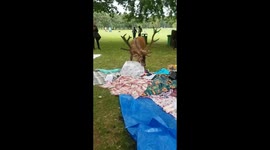 Hungry deer raids a charity picnic