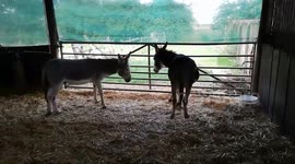Two donkeys doing a dance!