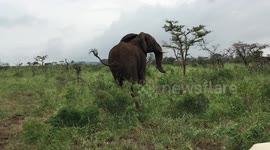 Elephant throws branch at jeep passengers - Part II