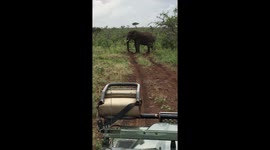 Elephant throws branch at jeep passengers - Part III - filmed from another perspective