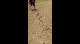 Getting chased by a Snouted Cobra!