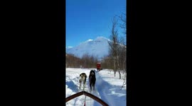 Fun Dog sledding adventure