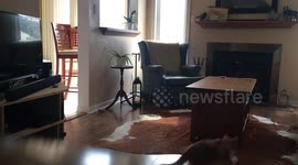 Arne the ginger cat chases the laser around the living room