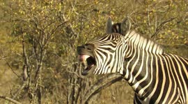 Sleepy zebra makes hilarious faces