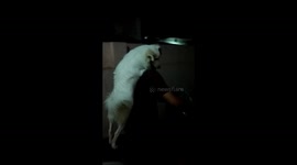 Fun with pets