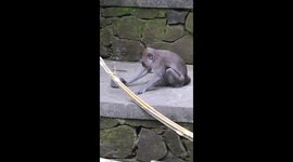 In Bali The monkey plays with a rock!