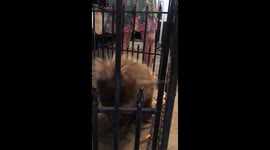 Priscilla the Porcupine