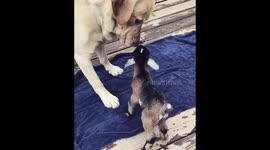 Yellow lab meets adorable day-old baby goat for the first time