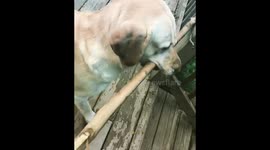 Dog learns lessons in spatial awareness