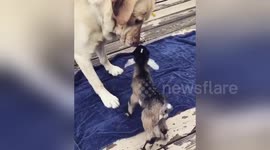 Yellow lab meets adorable day-old baby goat for the first time