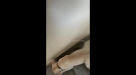 When you want to just zoom through Monday. @dog_rates @PopularPups #dogmoms #watsoninaction https://t.co/56DXrkdPsp