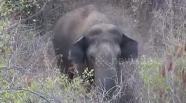 Drone wins face-off with elephant in Indian forest