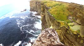 Bird's eye view: White-tailed sea eagle captures stunning Orkney cliffs