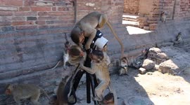 Monkey photographers hard at work