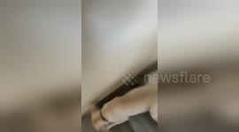 Pet dog takes quickest possible route to get down the stairs