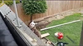 Bulldog climbs ladder to be with the roofers!!