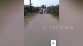 Bizarre video shows a mongoose and a snake battling it out