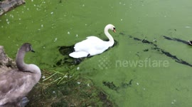 Swan makes a path in water