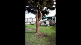 Jumping dog with lock jaw