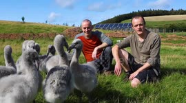 Adorable flock of baby flamingos being hand-reared in Scotland and fed with a syringe