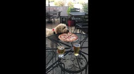 Fluffy dog stealing and eating pizza