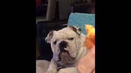 This dog is absolutely heartbroken because his owner won't share his pizza