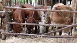 Cows eating hay.