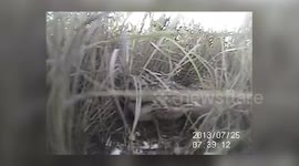Tiny video cameras offer unique peek in to when and how birds fly the nest