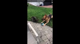 Snickers the raccoon runs & hits hits her head