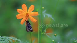 A beautiful butterfly on an orange flower.