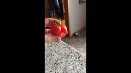Must have ordered male seeds! This tomato looks like a penis