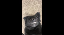 Dog wears look of satisfaction as owner rubs his belly