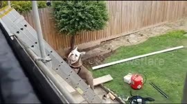 Curious British Bulldog pup climbs ladder to help roofer on the job