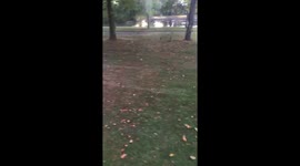 Naughty pug puppy chases ducks