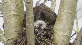 Great horned owl wakes baby for breakfast