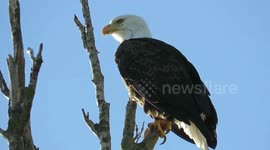 Beautiful bald eagle