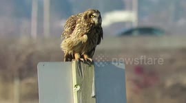 Short eared owl and traffic on Hwy 17
