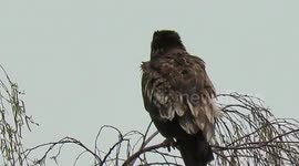 Beautifully feathered young bald eagle