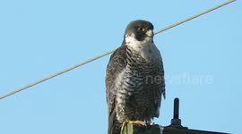 Peregrine falcon on the dyke trail in delta
