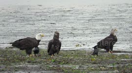 Bald eagles and crows on the beach